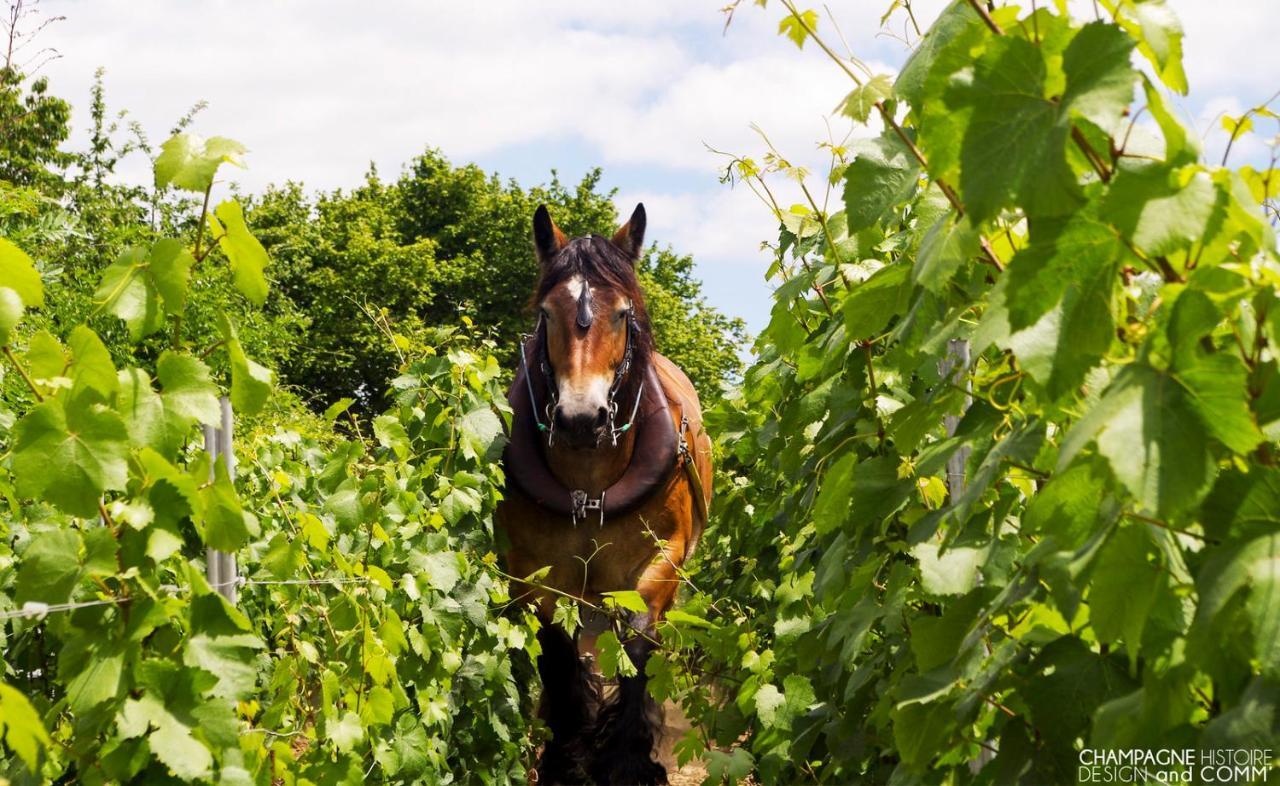 Enjoy En Champagne Maison Calme Au Milieu Du Vignoble Avec Parking Gratuit Dormans Dış mekan fotoğraf